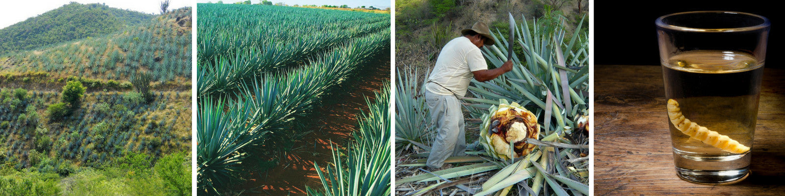 Agave Producers